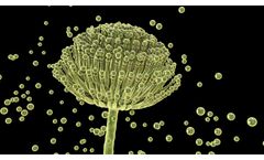 Common Biological Pollutants Found in the Built Environment 