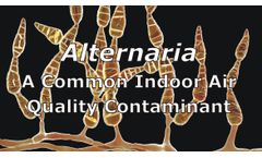Alternaria as a Common Indoor Air Quality Contaminant Discussed in New Online Video