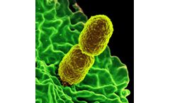 Infection Control Resources to Detect Klebsiella and Other Pathogens in Healthcare Environments
