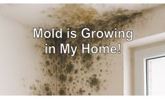 Mold Growing in Your Home Discussed in New Online Video