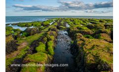 Intertidal surveys - Intertidal surveys