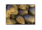 Clam Netting