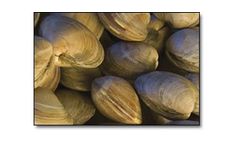 Clam Netting