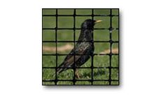 Bird Netting