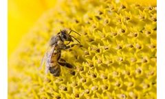 World Bee Day: A Biodiversity Call to Action for EHS&S Professionals