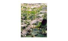 Plant Support Netting | Pea and Bean Climbing Mesh