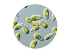 AlgaEnergy - Plant Microalgae Biostimulants