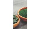 AlgaEfood - Microalgae
