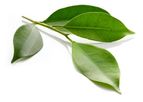 AlgaEnergy - Bio Control Product
