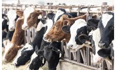 Anaerobic digesters for organic waste solutions for livestock producers sector