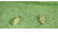 Grandevo In Action: Green Peach Aphid - Video