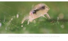 Grandevo In Action: Twospotted Spider Mite - Video
