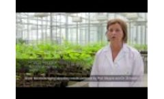 Testimonials Discussing Grapevine Trunk Disease, ESCA (English Subtitles), BIO-TAM, Isagro Remedier Video