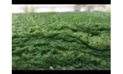 OriginClear Extends the Shelf Life of Algae Video