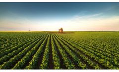 Processes tor the production of pesticides