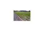 Reed-Bed Sewage Treatment