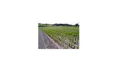 Reed-Bed Sewage Treatment