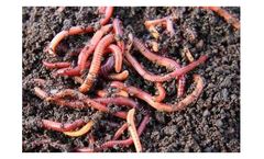 Septic Tank Worms