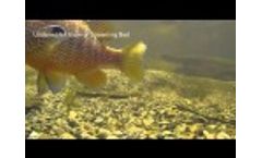 Longear Sunfish / Spawning Bed Video