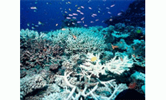 Ocean carbon: A dent in the iron hypothesis