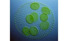 NREL researcher discusses revitalized algae program