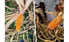 Cultivating change: Sri Lanka’s smallholder farmers explore climate-resilient solutions