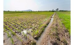 Open access model and data on blue and green water consumption of crops to help close water data gap