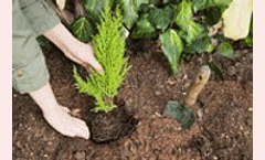 WWF rewards Pakistan for tree planting world record