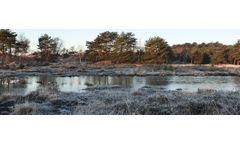 Identification of Wetland Plants in Winter
