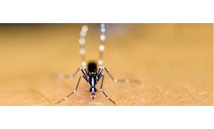 Mosquito Identification: Focus on the Northeastern US