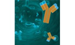 Model LOC647309 - Rabbit Polyclonal Antibody (C-Term)