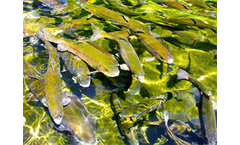 Aquaculture & Aquaponics Services
