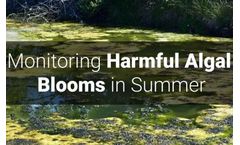 Monitoring Harmful Algal Blooms in Summer