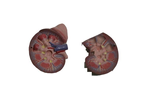 Wildco - Model 644-7100 - Natural Size 2 Pc. Kidney and Adrenal Gland Model