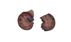Wildco - Model 644-7100 - Natural Size 2 Pc. Kidney and Adrenal Gland Model