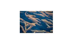 Water treatment solutions for aquaculture industry