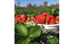 Power Z Grow liquid growth enhancer increases strawberry yield and nutrition