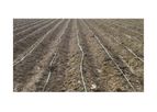 Brackish Water Treatment for Irrigation of Saline Soil