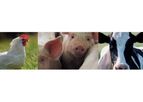Animal Nutrition & Disease Prevention