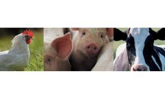 Animal Nutrition & Disease Prevention