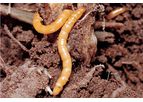 Bayer - Agriotes spp