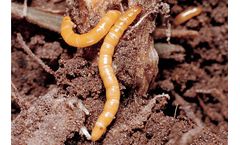 Bayer - Agriotes spp