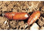 Bayer - Agrotis Ipsilon