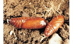 Bayer - Agrotis Ipsilon