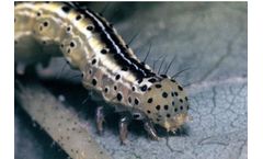 Bayer - Alabama Argillacea