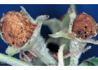 Bayer - Anthonomus Pomorum