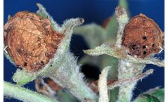 Bayer - Anthonomus Pomorum