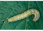 Bayer - Anticarsia Gemmatalis