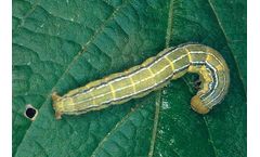 Bayer - Anticarsia Gemmatalis