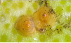 Bayer - Aonidiella Aurantii